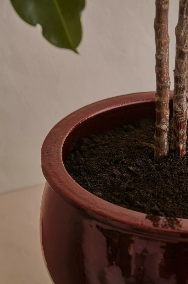 Stor gulvkrukke rød med plante